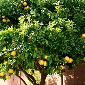 Lemon Tree Guest house